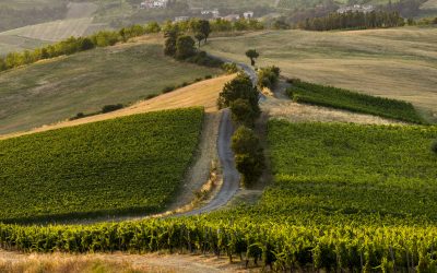 UN CONSORZIO PIÙ FORTE CHE VUOLE RIPARTIRE